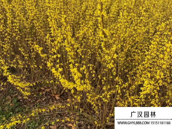 叢生連翹