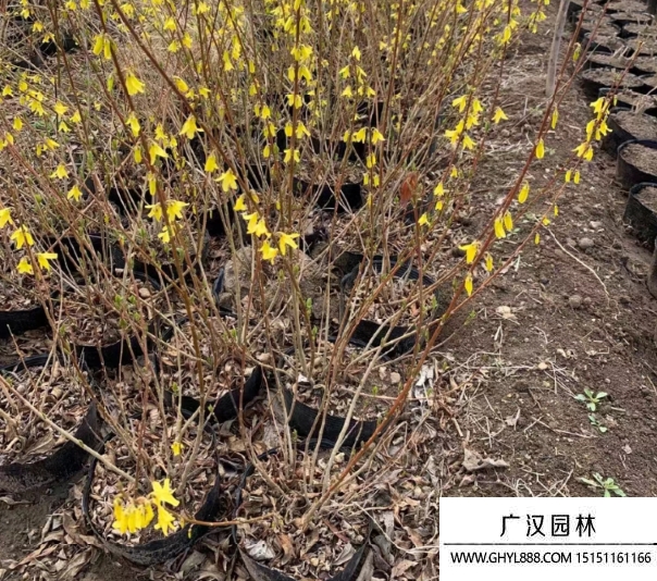 叢生連翹