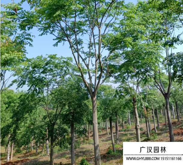 欒樹