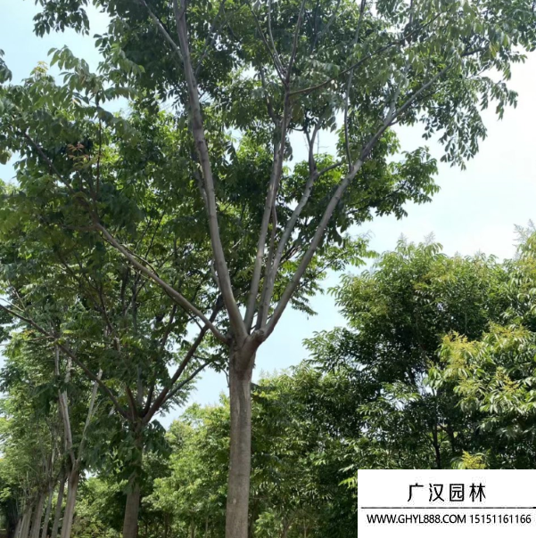 欒樹