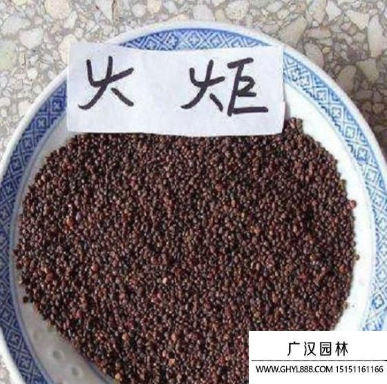 火炬種子