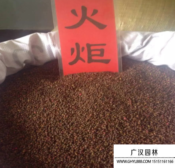 火炬種子