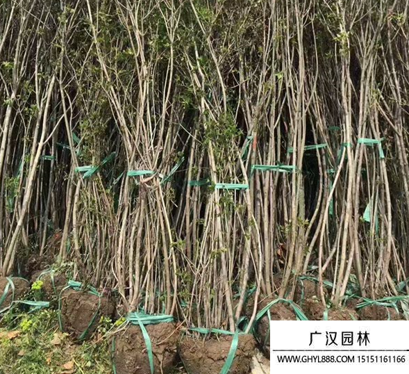叢生丁香