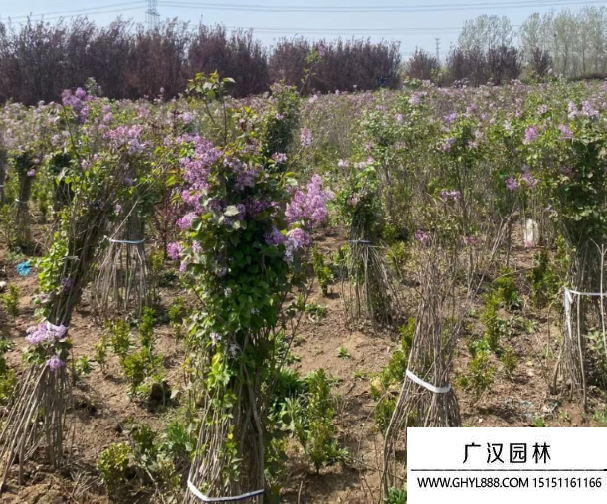 叢生丁香