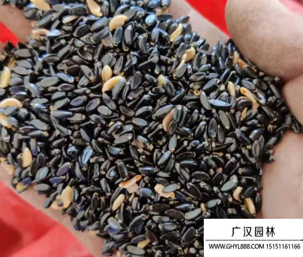 黃楊種子
