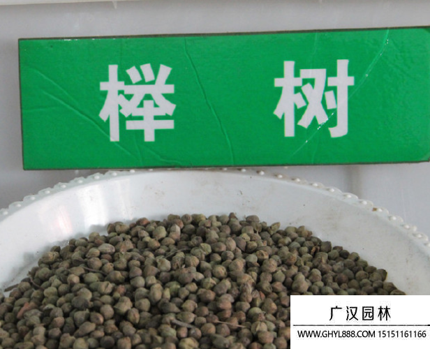 櫸樹種子