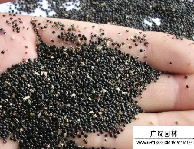 雞冠花種子