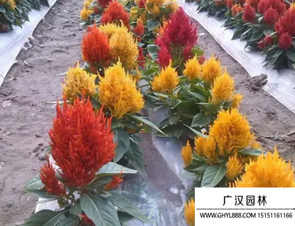 雞冠花種子