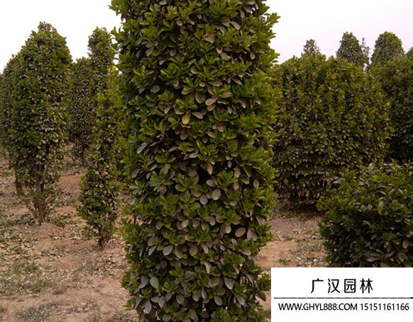大葉黃楊柱
