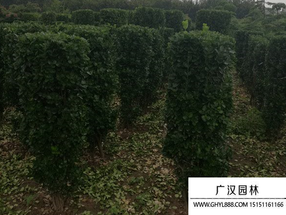 大葉黃楊柱