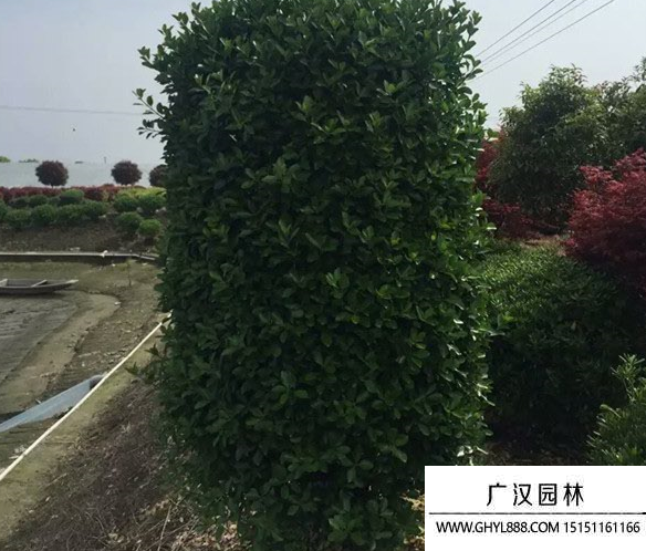 大葉黃楊柱