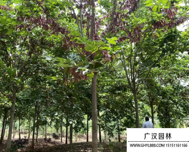 巨紫荊