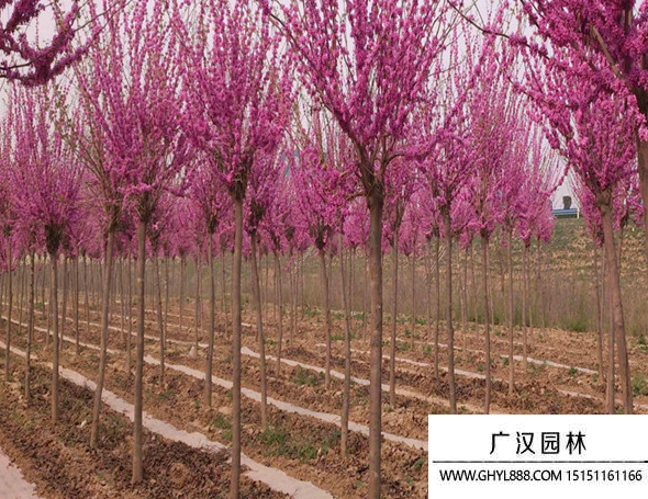 巨紫荊
