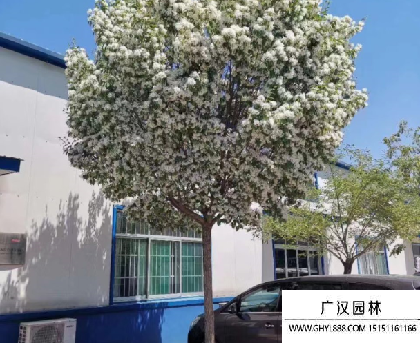 流蘇樹
