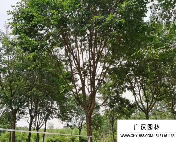 流蘇樹