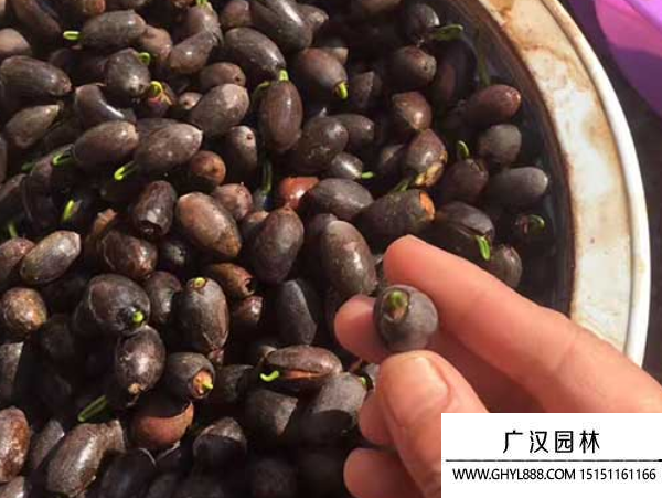 荷花種子