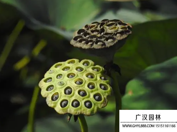 荷花種子