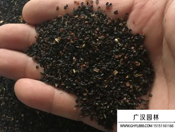 石竹種子