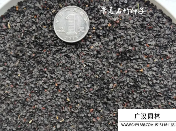 石竹種子