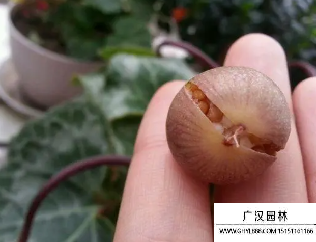 仙客來種子