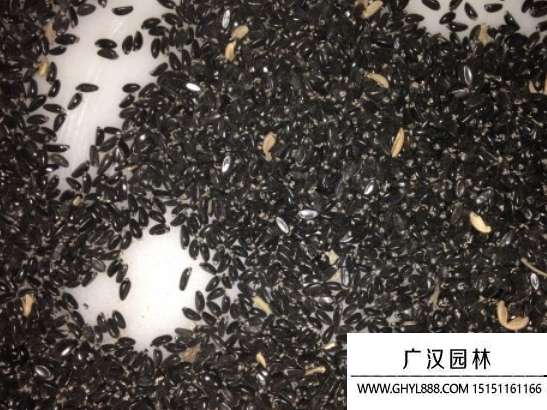 黃楊種子