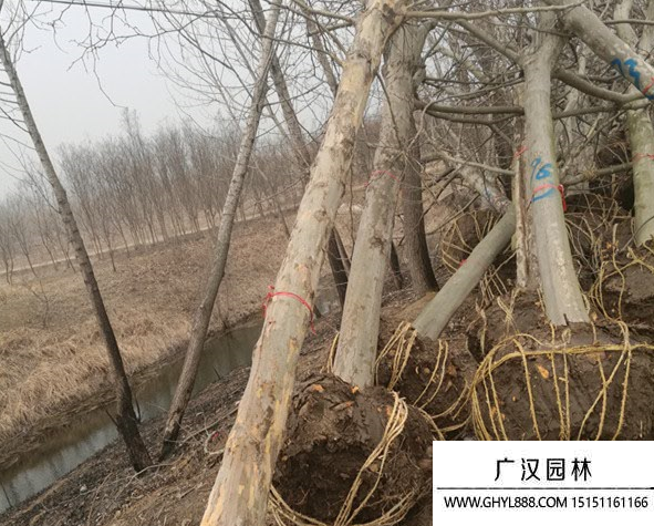 懸鈴木