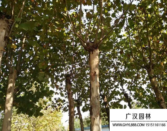懸鈴木