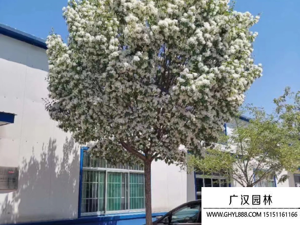 流蘇樹
