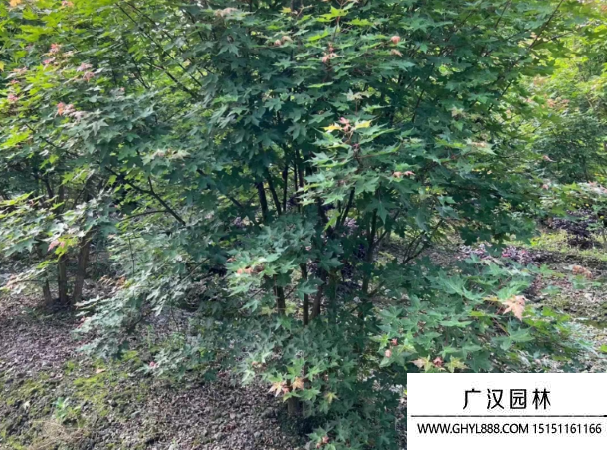 叢生元寶楓