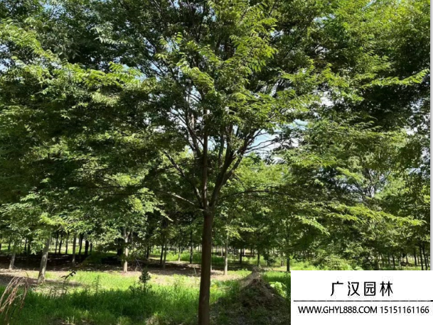 櫸樹