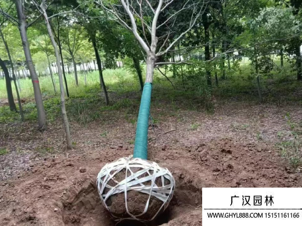 櫸樹