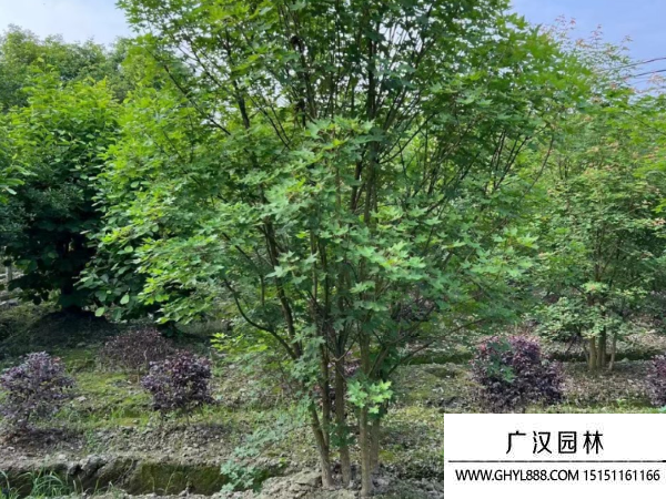 叢生元寶楓