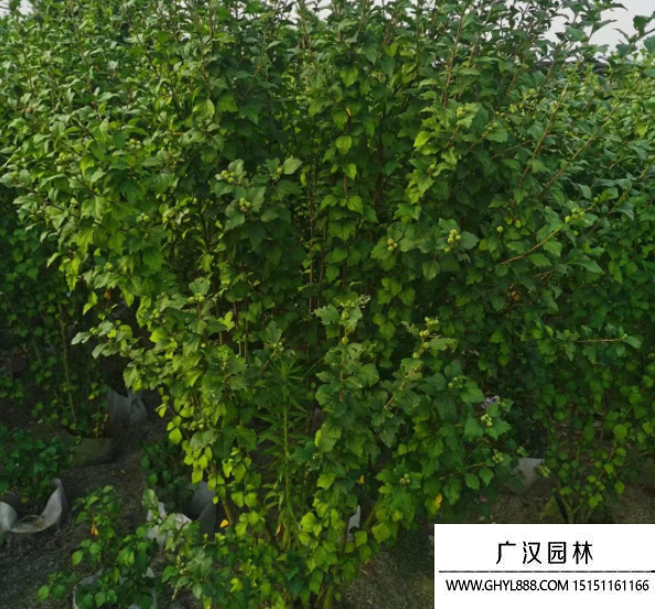 叢生木槿