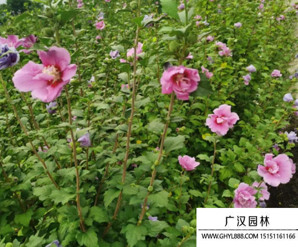 叢生木槿