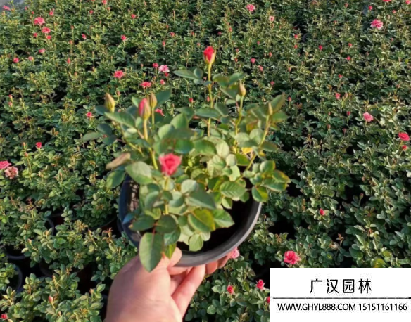 歐月