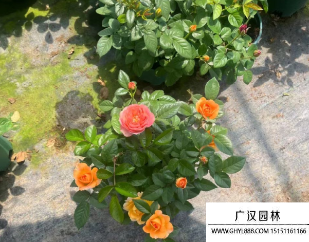 歐月