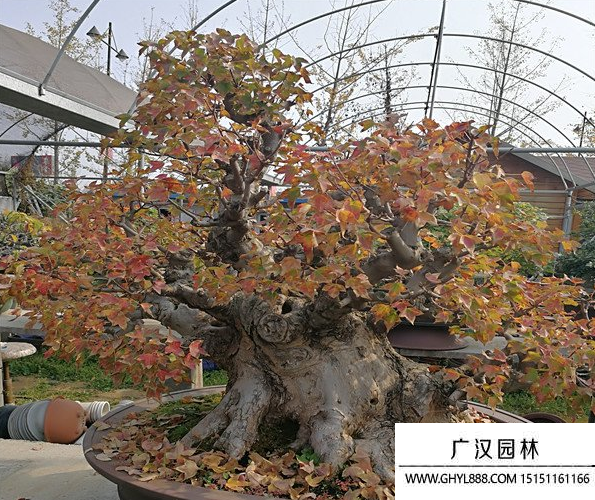 唐楓盆景