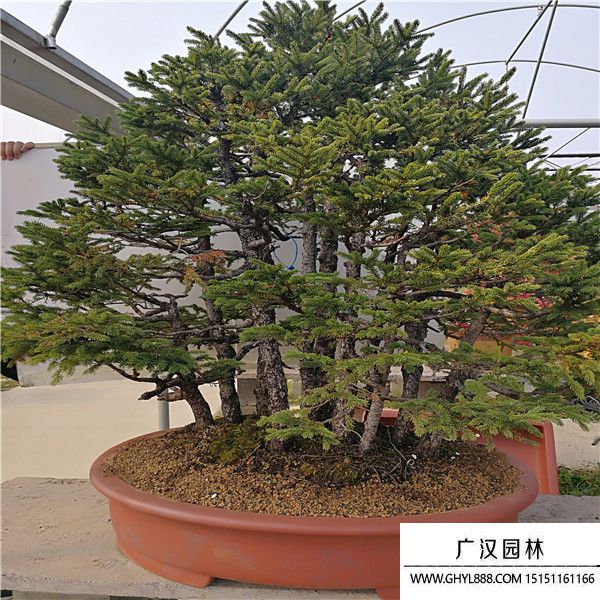 蝦夷松