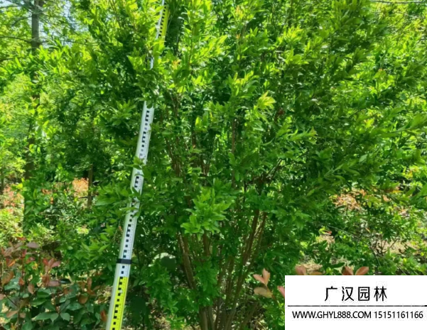 叢生石榴