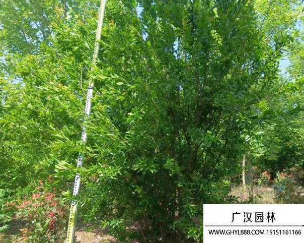 叢生石榴