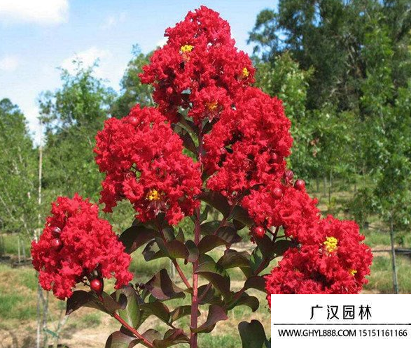 美國三紅紫薇