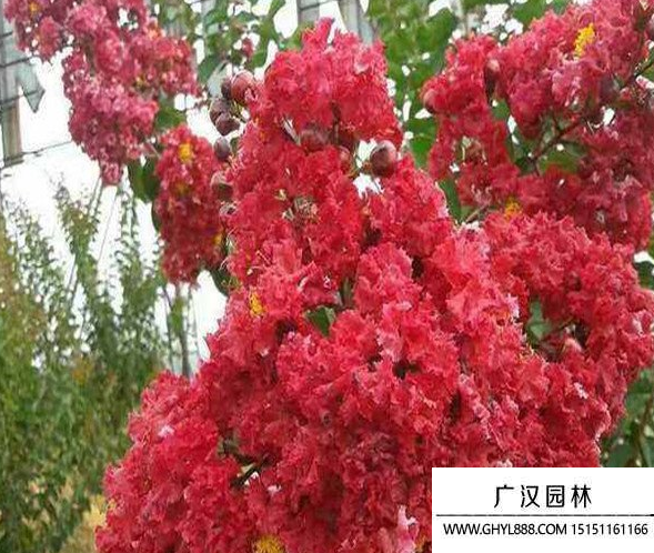 三紅紫薇
