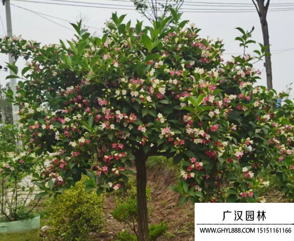 五彩錦帶
