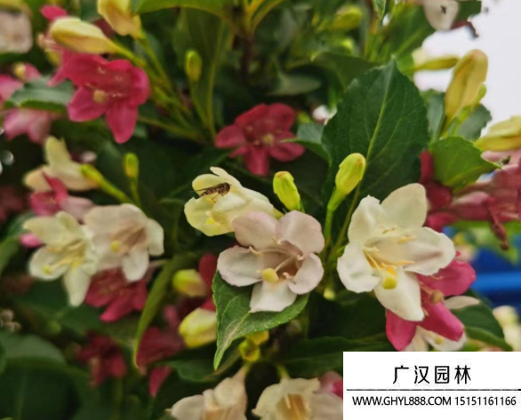 五彩錦帶
