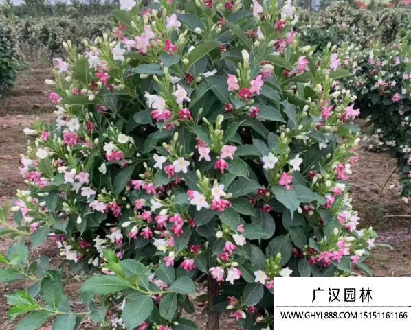 五彩錦帶
