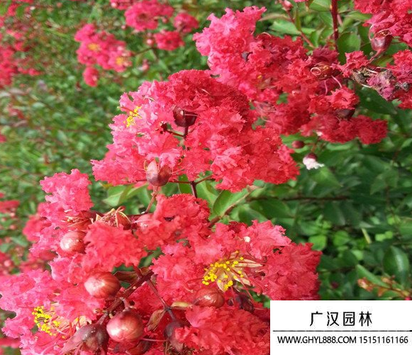 三紅紫薇