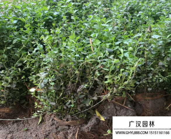 小葉扶芳藤