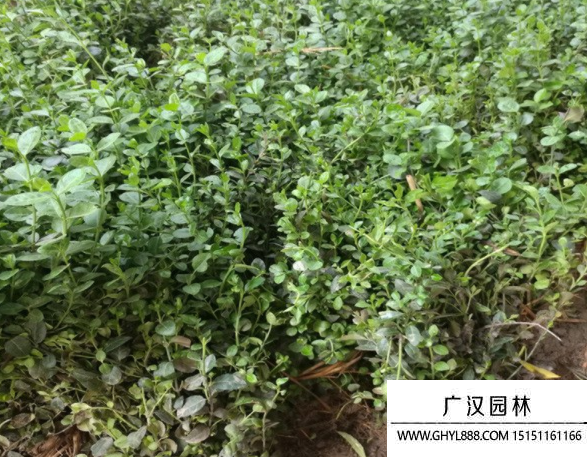 小葉扶芳藤