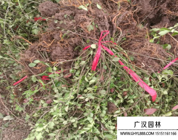 小葉扶芳藤
