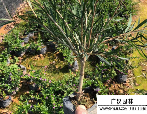 串錢柳